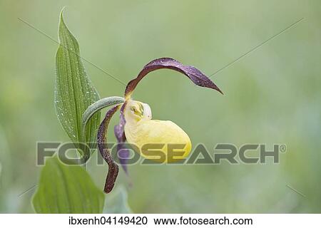 Lady's Slipper Orchid (Cypripedium calceolus), Rothenstein, Thuringia, Germany, Europe View Large Photo Image Stock Image - Lady's Slipper Orchid (Cypripedium calceolus), Rothenstein, Thuringia, Germany, Europe. Fotosearch