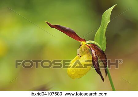 Lady's slipper orchid (Cypripedium calceolus), Martinau, Tyrol, Austria, Europe View Large Photo Image Stock Image - Lady's slipper orchid (Cypripedium calceolus), Martinau, Tyrol, Austria, Europe. Fotosearch