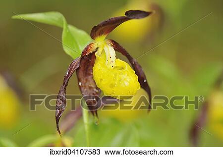 Lady's slipper orchid (Cypripedium calceolus), Martinau, Tyrol, Austria, Europe View Large Photo Image Stock Image - Lady's slipper orchid (Cypripedium calceolus), Martinau, Tyrol, Austria, Europe. Fotosearch