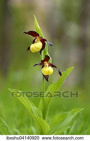 Stock Image - Lady's slipper orchid (Cypripedium calceolus), flowering, Canton of Schwyz, Switzerland, Europe. Fotosearch