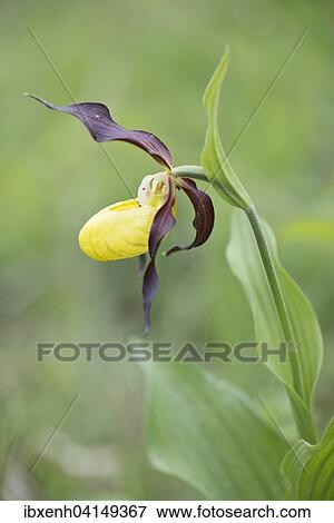 Lady's Slipper Orchid (Cypripedium calceolus), Rothenstein, Thuringia, Germany, Europe View Large Photo Image Stock Photo - Lady's Slipper Orchid (Cypripedium calceolus), Rothenstein, Thuringia, Germany, Europe. Fotosearch