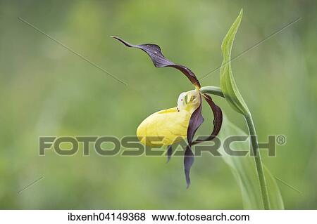 Stock Photo - Lady's Slipper Orchid (Cypripedium calceolus), Rothenstein, Thuringia, Germany, Europe. Fotosearch