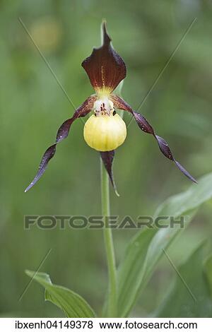 Stock Photo - Lady's Slipper Orchid (Cypripedium calceolus), Rothenstein, Thuringia, Germany, Europe. Fotosearch