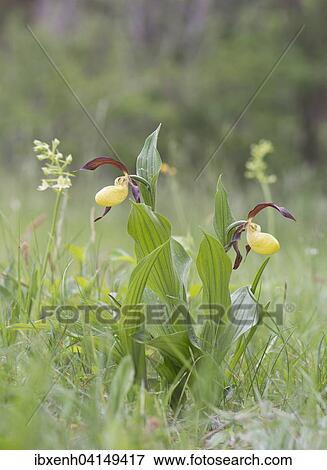 Lady's Slipper Orchid (Cypripedium calceolus), Rothenstein, Thuringia, Germany, Europe View Large Photo Image Stock Photo - Lady's Slipper Orchid (Cypripedium calceolus), Rothenstein, Thuringia, Germany, Europe. Fotosearch