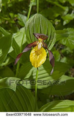 Lady's Slipper Orchid (Cypripedium calceolus) View Large Photo Image Stock Photo - Lady's Slipper Orchid (Cypripedium calceolus). Fotosearch