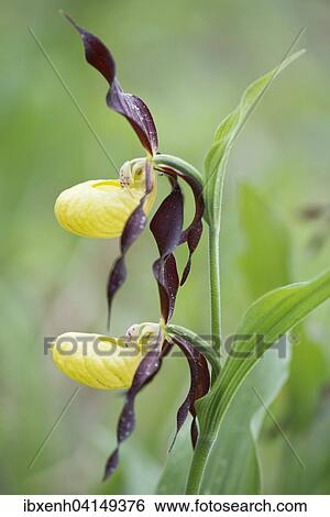 Stock Photograph - Lady's Slipper Orchid (Cypripedium calceolus), Rothenstein, Thuringia, Germany, Europe. Fotosearch