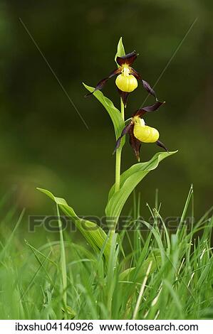 Lady's slipper orchid (Cypripedium calceolus), flowering, Canton of Schwyz, Switzerland, Europe View Large Photo Image Stock Photograph - Lady's slipper orchid (Cypripedium calceolus), flowering, Canton of Schwyz, Switzerland, Europe. Fotosearch