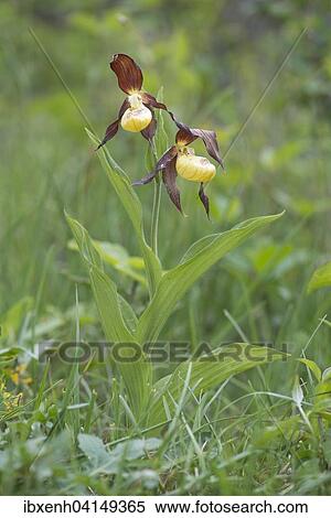 Lady's Slipper Orchid (Cypripedium calceolus), Rothenstein, Thuringia, Germany, Europe View Large Photo Image Stock Photography - Lady's Slipper Orchid (Cypripedium calceolus), Rothenstein, Thuringia, Germany, Europe. Fotosearch