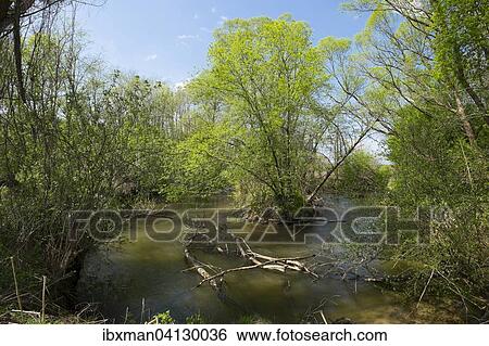 Lafnitz river, conservation area Lafnitz-Stogersbach floodplains, Wolfau, southern Burgenland, Burgenland, Austria, Europe View Large Photo Image Stock Photograph - Lafnitz river, conservation area Lafnitz-Stogersbach floodplains, Wolfau, southern Burgenland, Burgenland, Austria, Europe. Fotosearch