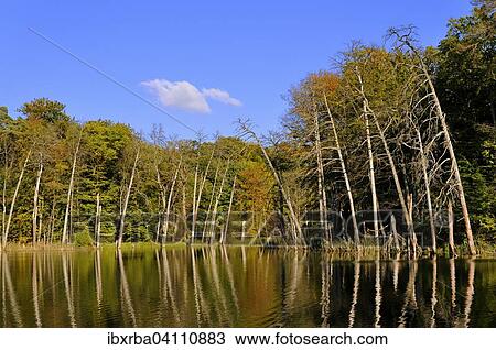 Lake Schweingartensee in the autumn, Muritz National Park, Serrahn area, Mecklenburg-Western Pomerania, Germany, Europe View Large Photo Image Stock Image - Lake Schweingartensee in the autumn, Muritz National Park, Serrahn area, Mecklenburg-Western Pomerania, Germany, Europe. Fotosearch