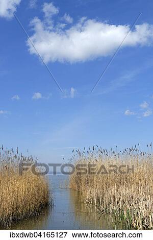 Stock Photo - Lakeshore between Podersdorf and Weiden am See, Burgenland, Austria, Europe. Fotosearch