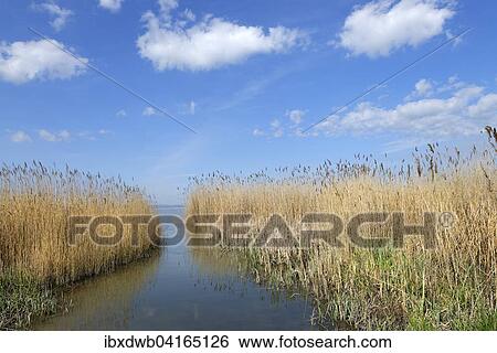 Stock Photograph - Lakeshore between Podersdorf and Weiden am See, Burgenland, Austria, Europe. Fotosearch