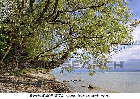 Lakeshore, Lake Constance, Baden-Wurttemberg, Germany, Europe View Large Photo Image Picture - Lakeshore, Lake Constance, Baden-Wurttemberg, Germany, Europe. Fotosearch