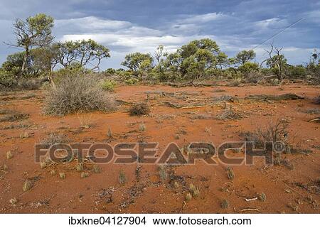 Picture - Landscape in the outback, Western Australia, Australia, Oceania. Fotosearch