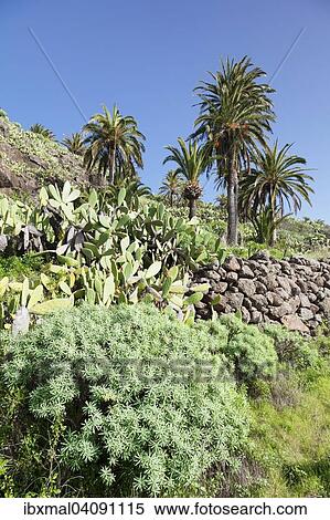 Landscape with Prickly Pear cacti, Spurge and Palm Trees, Alajero, La Gomera, Canary Islands, Spain, Europe View Large Photo Image Stock Photography - Landscape with Prickly Pear cacti, Spurge and Palm Trees, Alajero, La Gomera, Canary Islands, Spain, Europe. Fotosearch