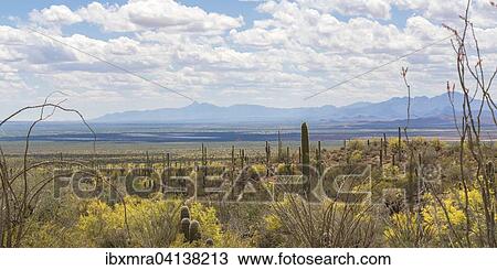 Landscape with Saguaro cactuses (Carnegiea gigantea), mountains behind, Sonoran desert, Tucson, Arizona, USA View Large Photo Image Stock Image - Landscape with Saguaro cactuses (Carnegiea gigantea), mountains behind, Sonoran desert, Tucson, Arizona, USA. Fotosearch