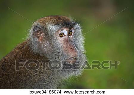 Langschwanzmakak, Long-tailed Macaque or crab-eater (Macaca fascicularis), Bako National Park, Sarawak, Borneo, Malaysia, Asia View Large Photo Image Picture - Langschwanzmakak, Long-tailed Macaque or crab-eater (Macaca fascicularis), Bako National Park, Sarawak, Borneo, Malaysia, Asia. Fotosearch