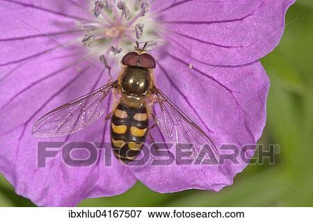 Stock Photo - Lapland syrphid fly (Lapposyrphus lapponicus) feeding on bloody geranium (Geranium sanguineum) flower, Baden-Wurttemberg, Germany, Europe. Fotosearch