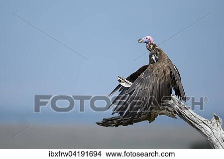Lappet-faced Vulture (Aegypius tracheliotus) drying its wings, Maasai Mara National Reserve, Kenya, Africa View Large Photo Image Picture - Lappet-faced Vulture (Aegypius tracheliotus) drying its wings, Maasai Mara National Reserve, Kenya, Africa. Fotosearch