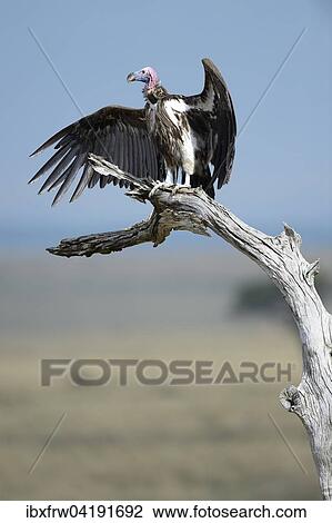 Stock Image - Lappet-faced Vulture (Aegypius tracheliotus) drying its wings, Maasai Mara National Reserve, Kenya, Africa. Fotosearch