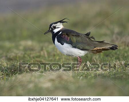Lapwing (Vanellus vanellus), Texel, Province of North Holland, The Netherlands, Europe View Large Photo Image Stock Image - Lapwing (Vanellus vanellus), Texel, Province of North Holland, The Netherlands, Europe. Fotosearch