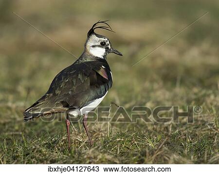 Stock Image - Lapwing (Vanellus vanellus), Texel, Province of North Holland, The Netherlands, Europe. Fotosearch