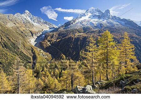 Stock Image - Larch forest in autumn, view of the Chamonix mountains behind, Alps, France, Europe. Fotosearch