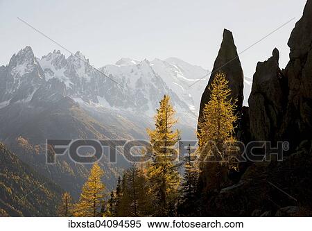Larch forest in autumn, view of the Chamonix mountains behind, Alps, France, Europe View Large Photo Image Stock Photography - Larch forest in autumn, view of the Chamonix mountains behind, Alps, France, Europe. Fotosearch