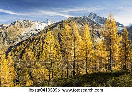 Larch forest in autumn, view of the Chamonix mountains behind, Alps, France, Europe View Large Photo Image Stock Photography - Larch forest in autumn, view of the Chamonix mountains behind, Alps, France, Europe. Fotosearch