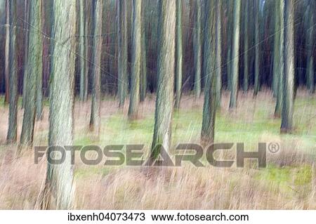 Larch forest (Larix decidua), abstract, Emsland, Lower Saxony, Germany, Europe View Large Photo Image Stock Image - Larch forest (Larix decidua), abstract, Emsland, Lower Saxony, Germany, Europe. Fotosearch
