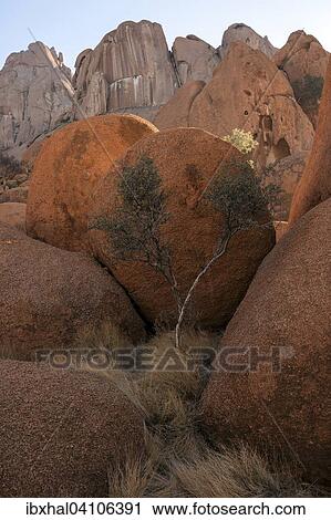 Large boulders and a tree, Spitzkoppe, Damaraland, Namibia, Africa View Large Photo Image Stock Image - Large boulders and a tree, Spitzkoppe, Damaraland, Namibia, Africa. Fotosearch
