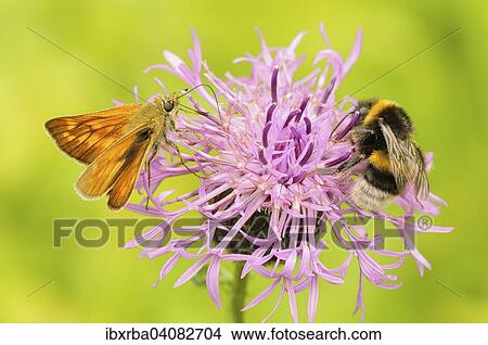 Large skipper (Ochlodes sylvanus) and bumble bee (Bombus terrestris) on a Brown knapweed (Centaurea jacea), North Rhine-Westphalia, Germany, Europe View Large Photo Image Picture - Large skipper (Ochlodes sylvanus) and bumble bee (Bombus terrestris) on a Brown knapweed (Centaurea jacea), North Rhine-Westphalia, Germany, Europe. Fotosearch