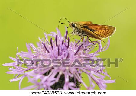 Large Skipper (Ochlodes sylvanus) feeding on nectar from a flower, North Rhine-Westphalia, Germany, Europe View Large Photo Image Stock Image - Large Skipper (Ochlodes sylvanus) feeding on nectar from a flower, North Rhine-Westphalia, Germany, Europe. Fotosearch