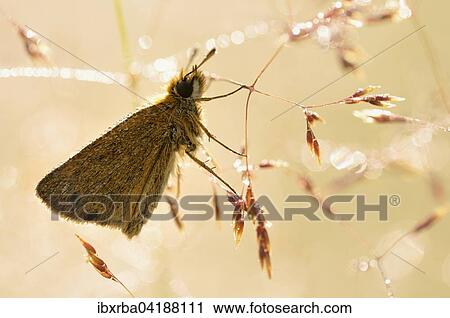 Large Skipper (Ochlodes sylvanus) with morning dew, North Rhine-Westphalia, Germany, Europe View Large Photo Image Stock Image - Large Skipper (Ochlodes sylvanus) with morning dew, North Rhine-Westphalia, Germany, Europe. Fotosearch