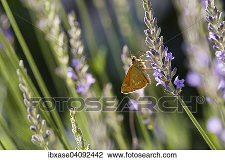 Stock Image - Large Skipper (Ochlodes venatus) feeding on nectar of Lavender (Lavandula angustifolia), Dordogne, Aquitaine, France, Europe. Fotosearch