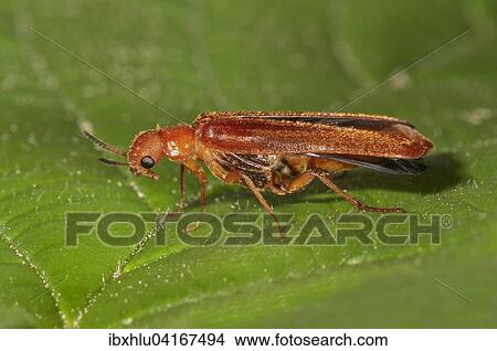 Picture - Large timberwood beetle (Hylecoetus dermestoides), Baden-Wurttemberg, Germany, Europe. Fotosearch