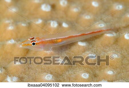 Stock Image - Large Whip Goby or White-line Seawhip Goby (Bryaninops amplus), Bohol Sea, Philippines, Asia. Fotosearch