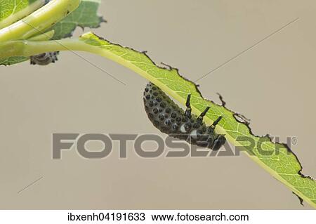 Larva, Poplar Leaf Beetle (Melasoma populi), Emsland, Lower Saxony, Germany, Europe View Large Photo Image Stock Image - Larva, Poplar Leaf Beetle (Melasoma populi), Emsland, Lower Saxony, Germany, Europe. Fotosearch