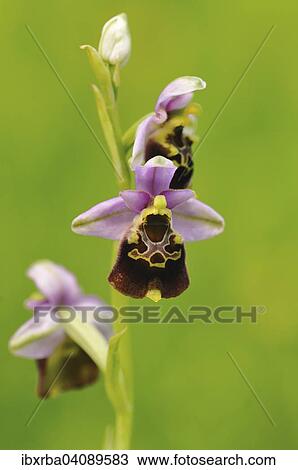 Late Spider-orchid (Ophrys holoserica), Baden-Wurttemberg, Germany, Europe View Large Photo Image Stock Image - Late Spider-orchid (Ophrys holoserica), Baden-Wurttemberg, Germany, Europe. Fotosearch