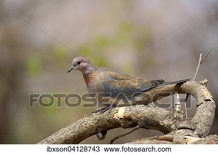 Laughing dove (Streptopelia senegalensis), adult, perched on tree, Kruger National Park, South Africa, Africa View Large Photo Image Stock Image - Laughing dove (Streptopelia senegalensis), adult, perched on tree, Kruger National Park, South Africa, Africa. Fotosearch