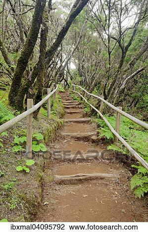Laurel forest, cloud forest, Parque Nacional de Garajonay, La Gomera, Canary Islands, Spain, Europe View Large Photo Image Stock Image - Laurel forest, cloud forest, Parque Nacional de Garajonay, La Gomera, Canary Islands, Spain, Europe. Fotosearch