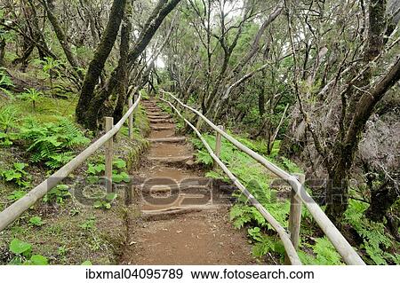 Laurel forest, cloud forest, Parque Nacional de Garajonay, La Gomera, Canary Islands, Spain, Europe View Large Photo Image Stock Photo - Laurel forest, cloud forest, Parque Nacional de Garajonay, La Gomera, Canary Islands, Spain, Europe. Fotosearch
