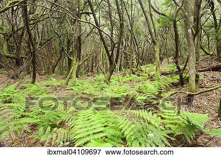 Stock Photo - Laurel forest, cloud forest, Parque Nacional de Garajonay, La Gomera, Canary Islands, Spain, Europe. Fotosearch