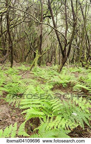 Laurel forest, cloud forest, Parque Nacional de Garajonay, La Gomera, Canary Islands, Spain, Europe View Large Photo Image Stock Photograph - Laurel forest, cloud forest, Parque Nacional de Garajonay, La Gomera, Canary Islands, Spain, Europe. Fotosearch
