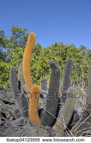 Lava-Cactus (Brachycereus nesioticus), Punta Moreno, Isabela Island, Galapagos Islands, Ecuador, South America View Large Photo Image Stock Photo - Lava-Cactus (Brachycereus nesioticus), Punta Moreno, Isabela Island, Galapagos Islands, Ecuador, South America. Fotosearch