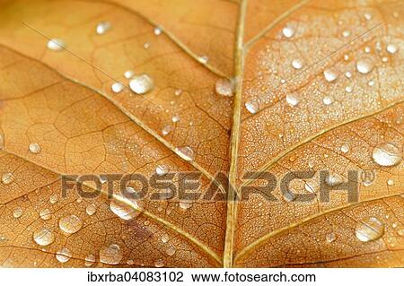 Leaf structure with raindrops, underside of a leaf of the tulip tree (Liriodendron tulipifera), Germany, Europe View Large Photo Image Stock Image - Leaf structure with raindrops, underside of a leaf of the tulip tree (Liriodendron tulipifera), Germany, Europe. Fotosearch