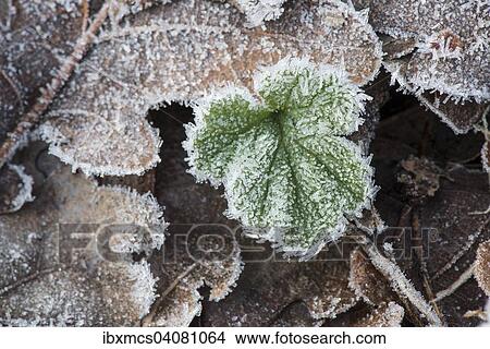 Leaf with hoarfrost View Large Photo Image Picture - Leaf with hoarfrost. Fotosearch