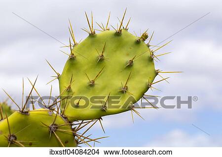 Leaf with spines, Prickly Pear Cactus (Opuntia), Gran Canaria, Canary Islands, Spain, Europe View Large Photo Image Picture - Leaf with spines, Prickly Pear Cactus (Opuntia), Gran Canaria, Canary Islands, Spain, Europe. Fotosearch
