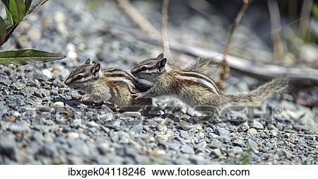 Stock Photograph - Least Chipmunk (Tamias minimus), Kluane National Park, Yukon Territory, Canada, North America. Fotosearch
