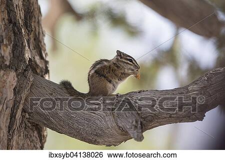 Least chipmunk (Tamias minimus), Utah, USA View Large Photo Image Stock Photograph - Least chipmunk (Tamias minimus), Utah, USA. Fotosearch